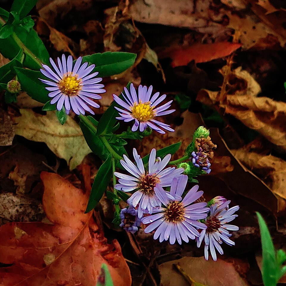 File:J20170824-0034—Symphyotrichum chilense—RPBG—DxO (36851458535) (cropped).jpg