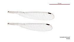 Female wings