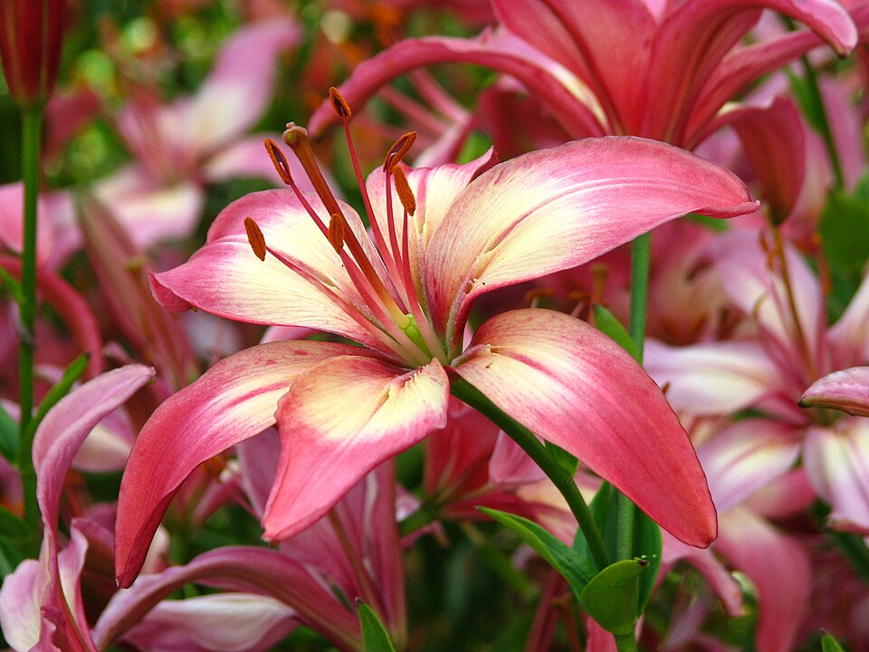 File:Lilium 'Anastasiya' 03.JPG