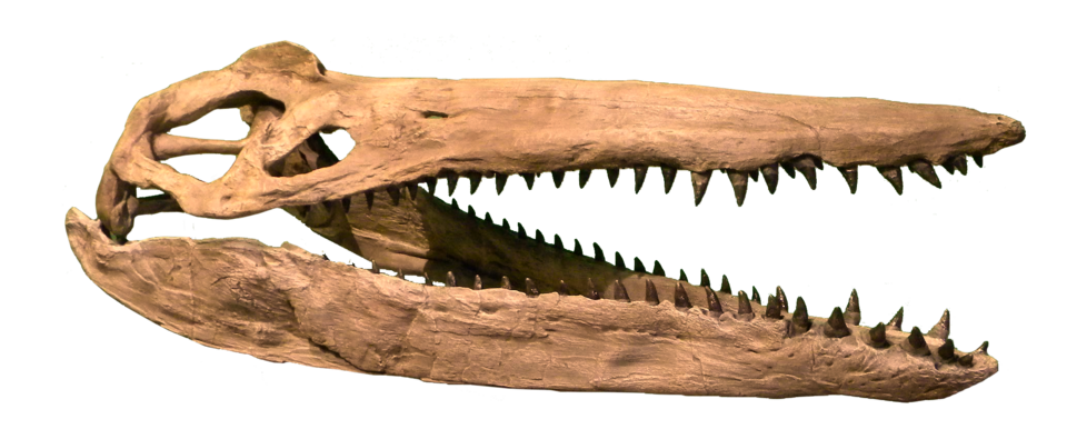 File:Megacephalosaurus Clean.png