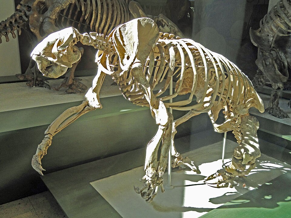 File:Megalonyx wheatleyi - AMNH - DSC06327.JPG