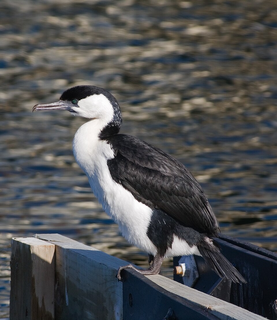 File:Phalacrocorax fuscescens Kettering 2.jpg