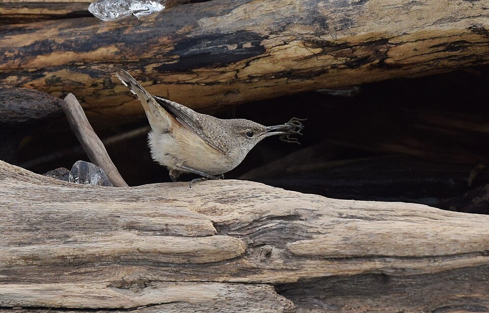 File:Rock Wren (24384548040).jpg