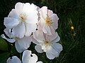 Rosa 'Lieve Louise'