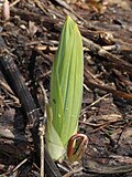 young leaf in Mount Haku