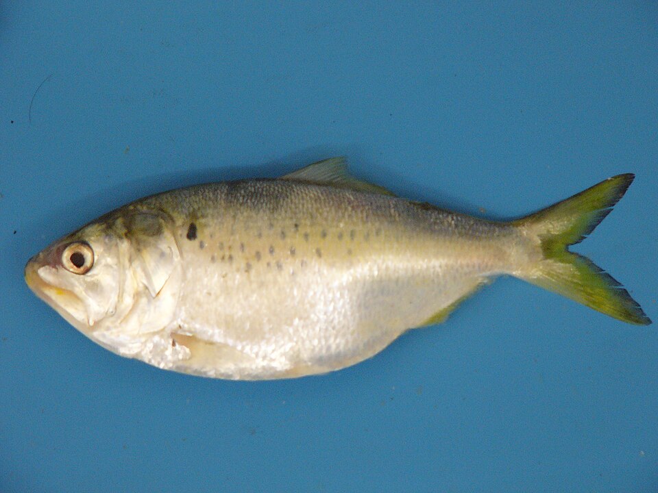 File:B.patronus.JPG