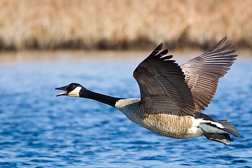 A majestic bird