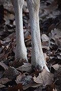 Hooves of a fallow deer showing dewclaws