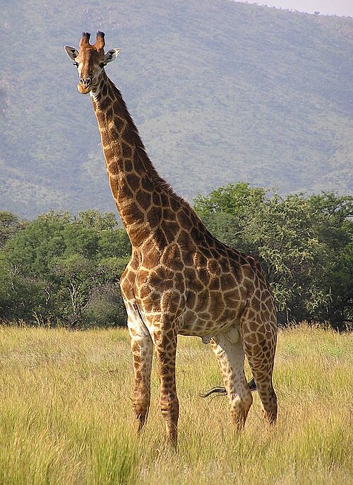 File:Giraffe standing (cropped).jpg