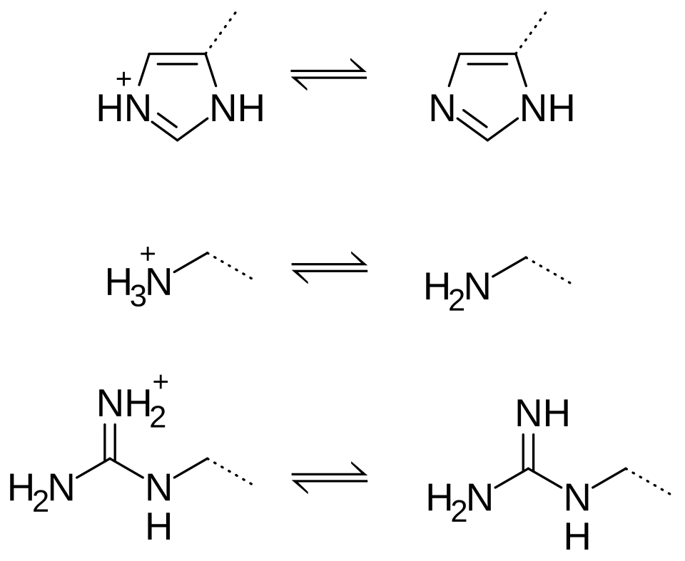 File:Histidine lysine arginine sidechains.svg