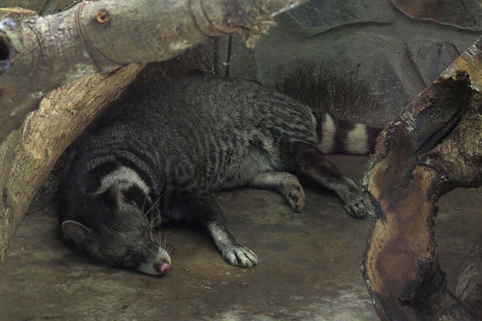 File:Large-spotted Civet (Viverra megaspila).jpg