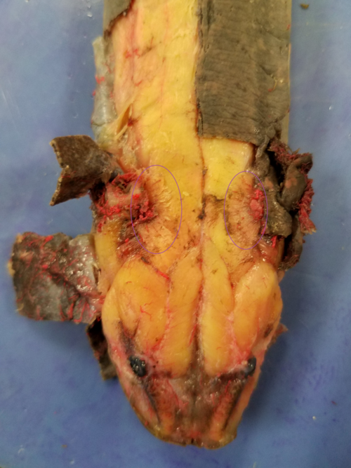 File:Levatores arcuum of Necturus maculosus.png