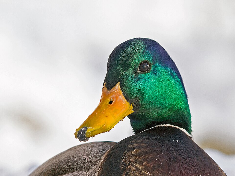 File:Mallard-Portrait-Snow.jpg