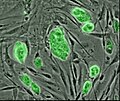 Thumbnail for version as of 18:52, 11 December 2005