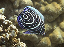 A juvenile emperor angelfish