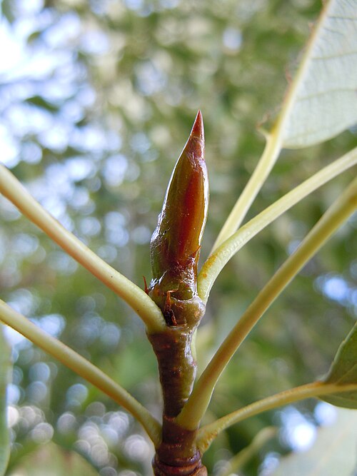File:Populus angustifolia × balsamifera (5001208139).jpg