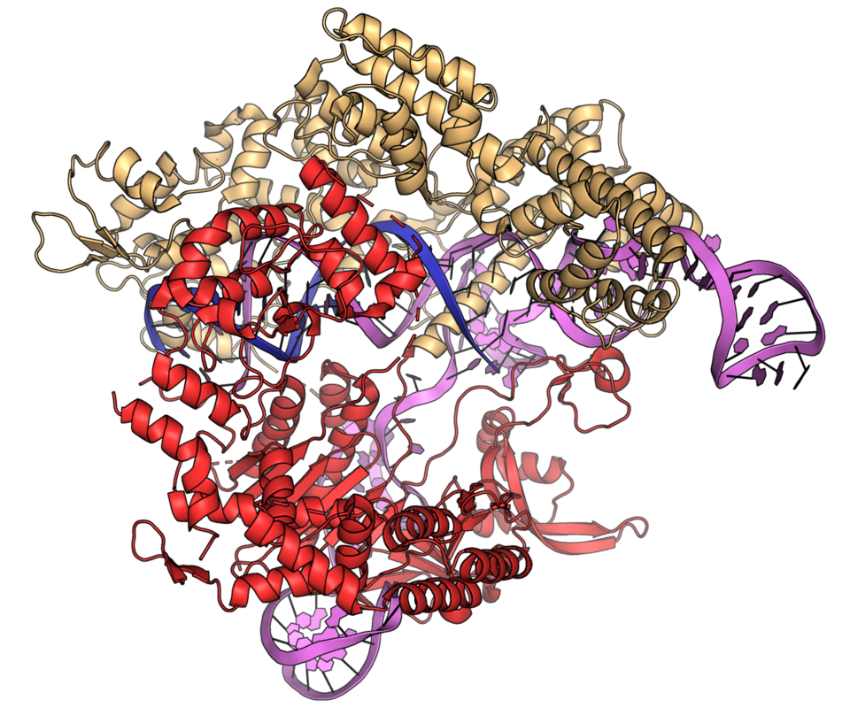 File:Streptococcus pyogenes Cas9-DNA-RNA complex PDB 4OO8.png