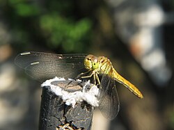 Almost adult female