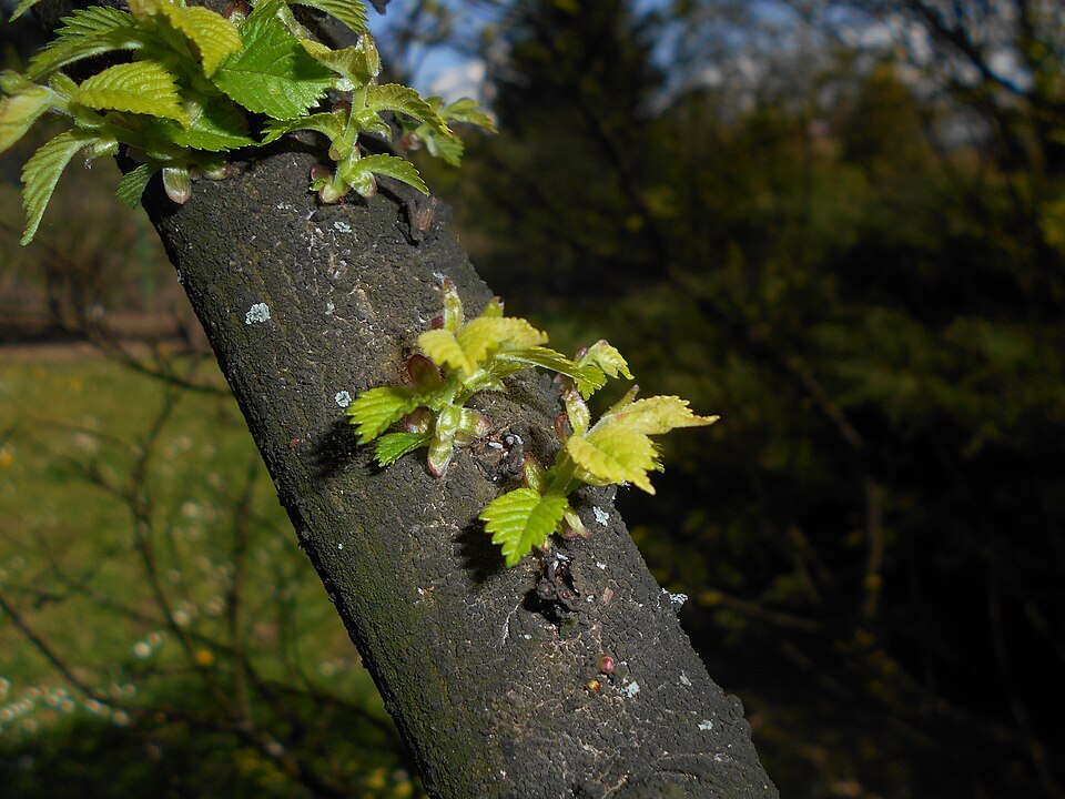 File:Ulmus Jacqueline Hillier 2016-04-28 8946.jpg