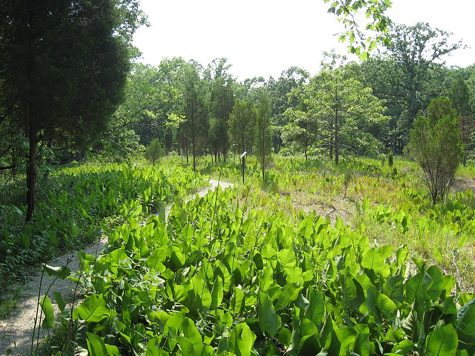File:Adams lake trail.JPG