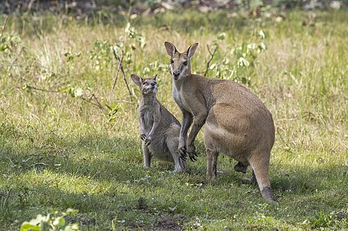 Agile wallabies Notamacropus agilis ♂ Australia