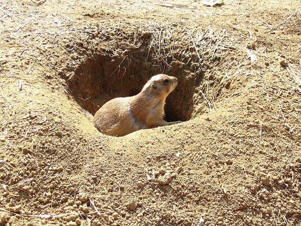 File:Cynomys ludovicianus at National Zoo.JPG