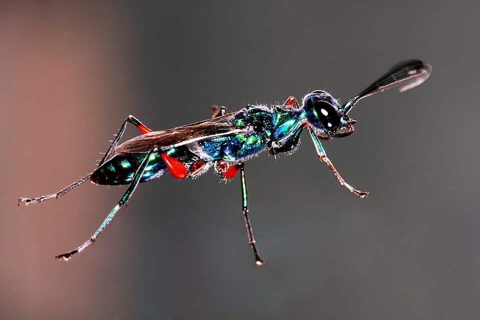 File:Emerald Cockroach Wasp.JPG