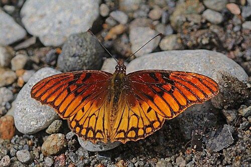 Mexican silverspot Dione moneta poeyii Panama