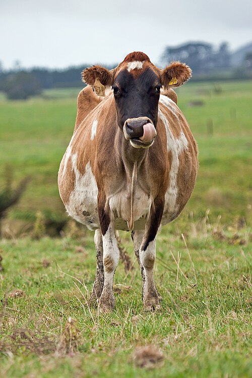 File:Nose-licking cow near Okato.jpg
