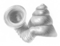 Thumbnail for version as of 10:29, 2 April 2009