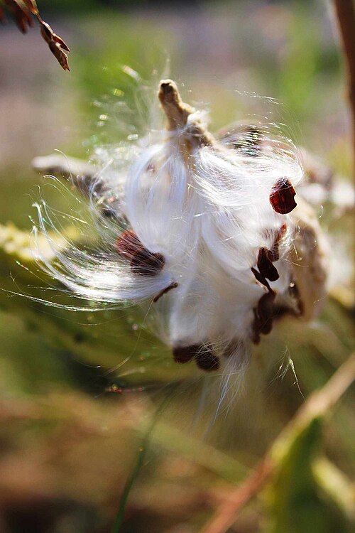 File:Pappus of Asclepias syriaca.jpg