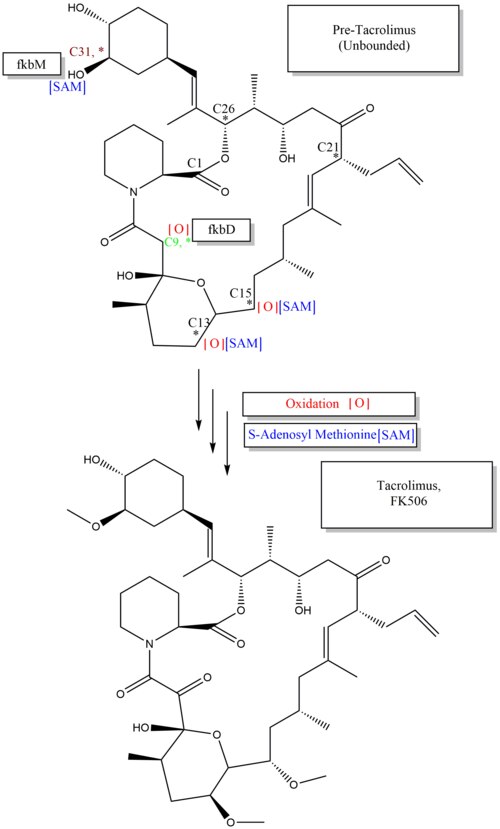 File:Tacrolimus biosynthesis part 3..tif