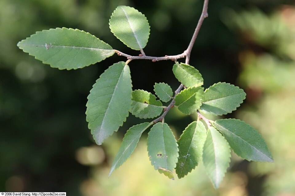 File:Ulmus parvifolia Emer II 3zz.jpg