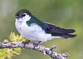 Male Violet-green swallow