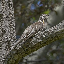 Yellow wattlebird Anthochaera paradoxa Australia