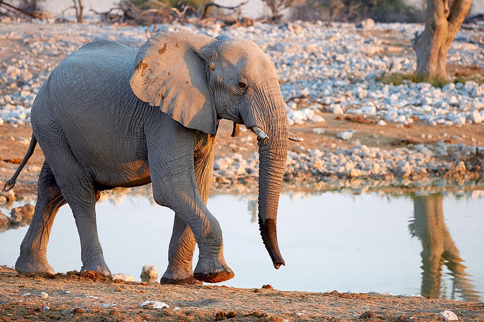 File:Young African Elephant 2019-07-23.jpg