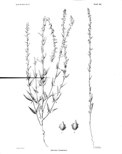 File:Atriplex tularensis.jpg