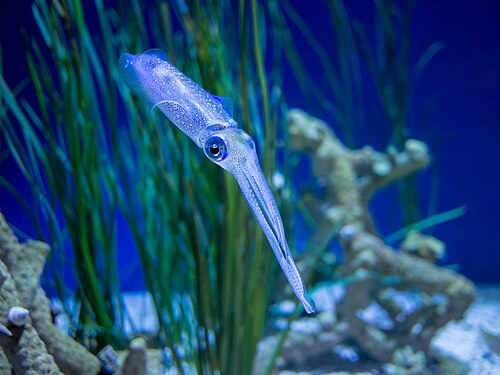 Bigfin reef squid, by Rhododendrites