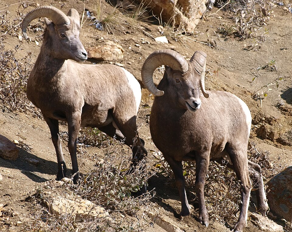 File:Bighorn pair.jpg