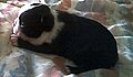 Boston Terrier puppy