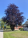 A dark purple copper beech in Mystic, Connecticut