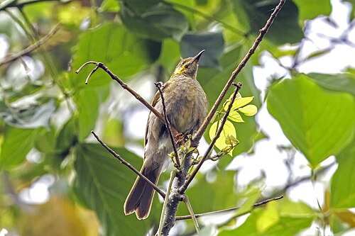 Eastern wattled-honeyeater Foulehaio carunculatus Samoa