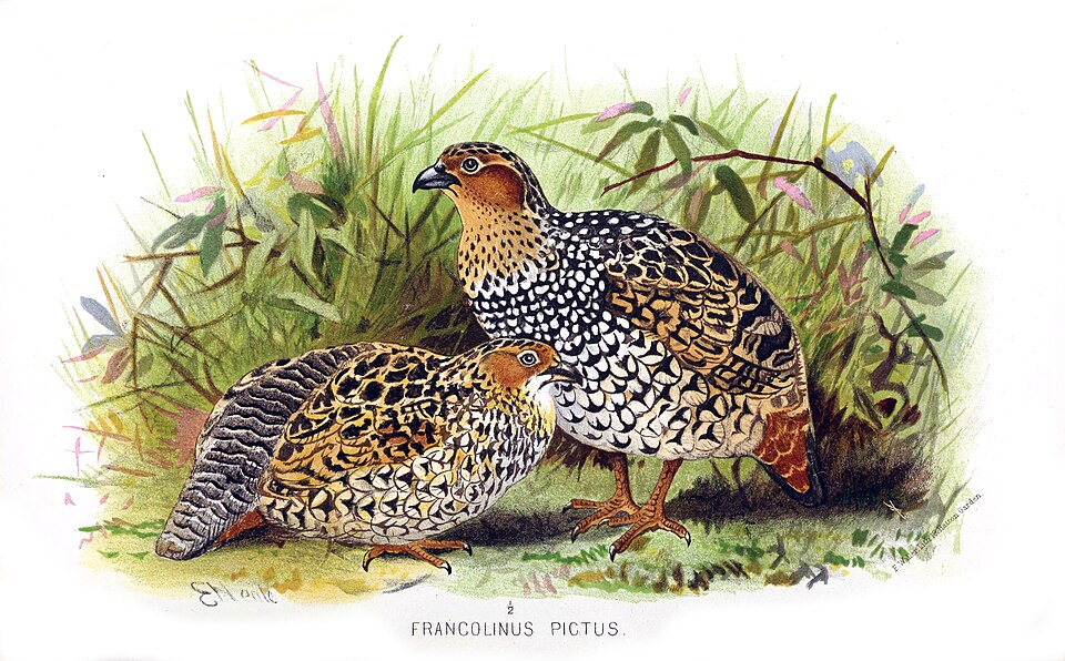 File:Francolinus pictus hm.jpg