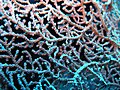 Thumbnail for version as of 06:54, 5 January 2007