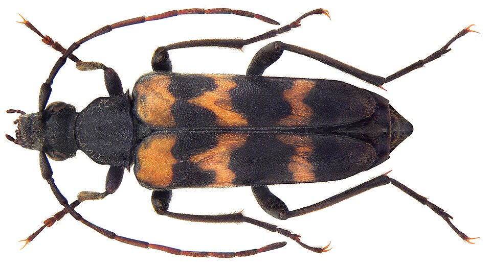 File:Judolia sexmaculata (Linné, 1758) (4606504959) (2).jpg