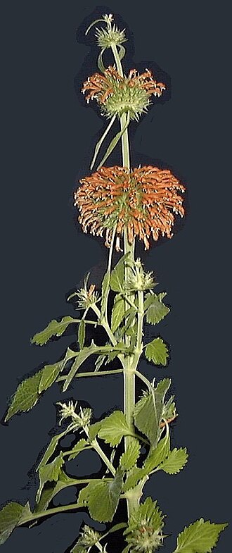 File:Leonotis leonurus.jpg