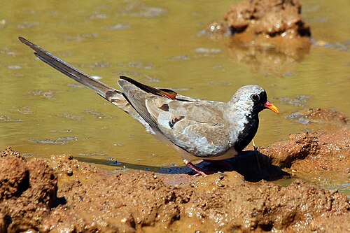 Namaqua dove Oena capensis) male.jpg