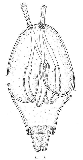 File:Parasite140092-fig3 - FIG11 Nybelinia basimegacantha body.png