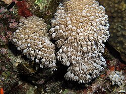 Heteroxenia fuscescens