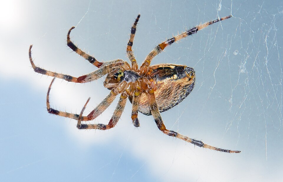 File:Araneus diadematus (Clerck, 1757).JPG